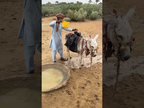 حكاية رجل مسن يمسك بالحياة بيدين ضعيفتين
