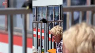 Bird Surprises Tourists After Looking Dead - 1849180