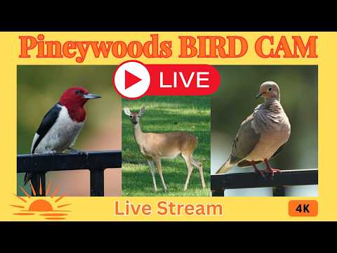 Bird Feeder LIVE, East Texas Birds, Pines & Lake View October 18th, 2026