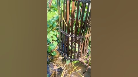 Rọ cá rô mương bèo 21 #shorts #shorts #fishing