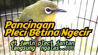 Download Lagu pleci betina ngecir birahi memanggil jantan di jamin pleci jantan langsung respon dan ngalas.!!! MP3