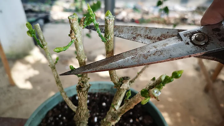 茉莉花修剪后，养护有“3忌”，避免了，冒芽多又壮 - 天天要闻