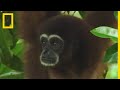 Le chant des gibbons