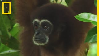 Le chant des gibbons