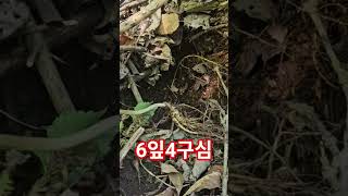 6잎 4구심