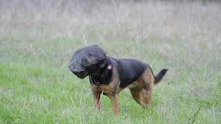 Sniffing the grass with the Field Guard on