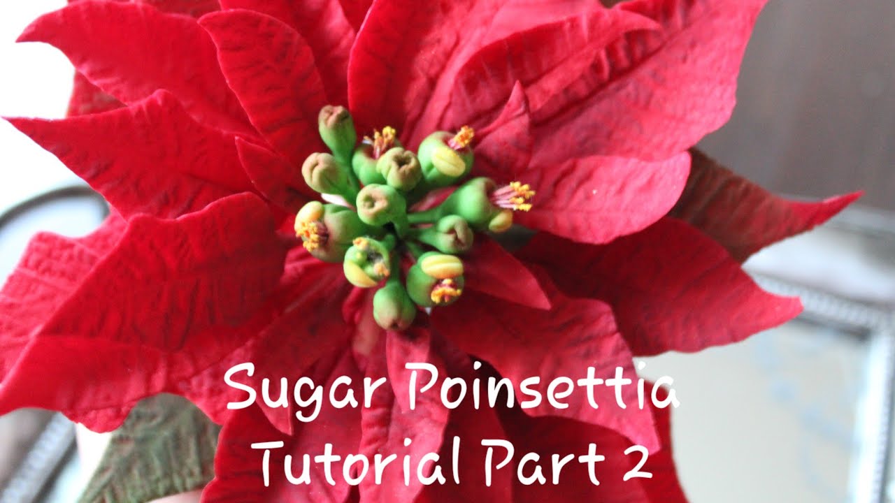 Урок по изготовлению рождественского цветка пуансеттии из сахарной мастики и съедобной мастики — ...