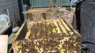 1st Hive Inspection of the Year (May 10, 2011)