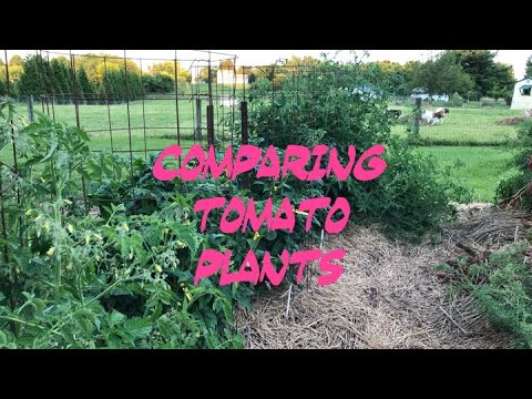Comparing Tomato Plants, Tomato Growth Habits