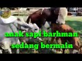 Anak Sapi Barhman Sedang Bermain