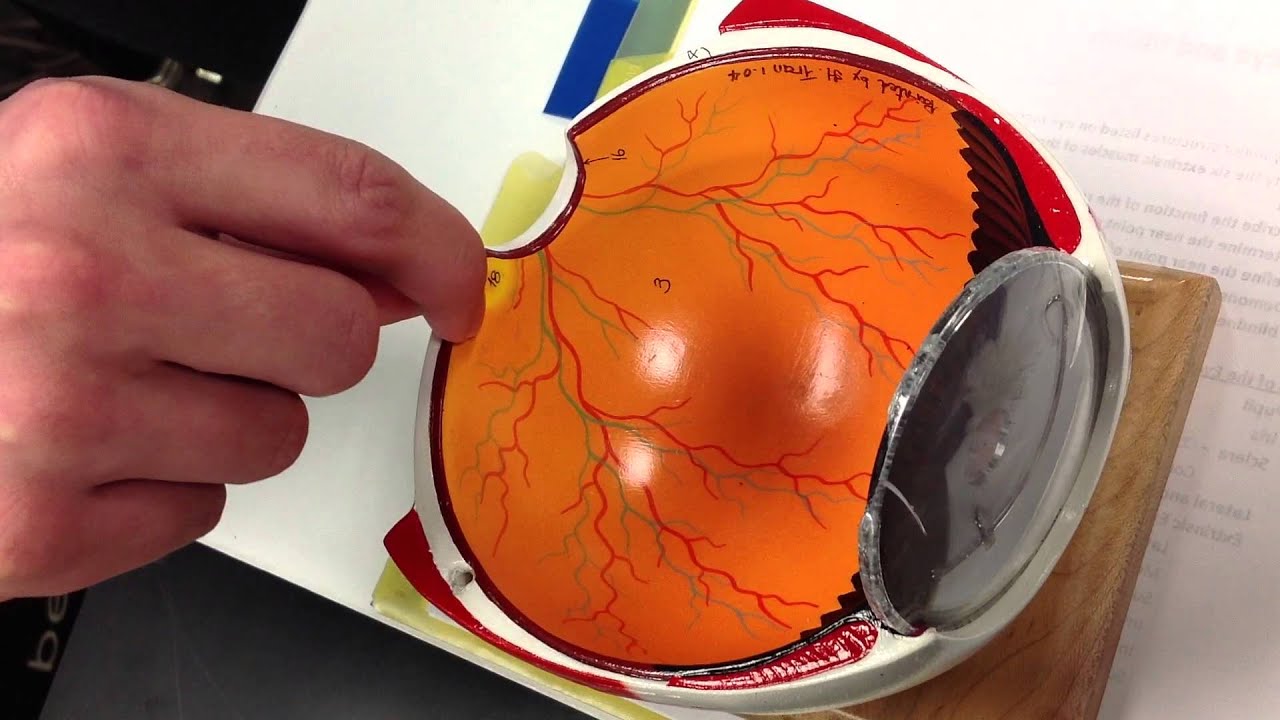 Optic disc, Macula lutea, fovea centralis, rods and cones - YouTube