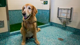 YVR Pet Relief Area