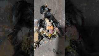 #viral #chicken Sonali egg // sonali farming // Sonali murgi palan