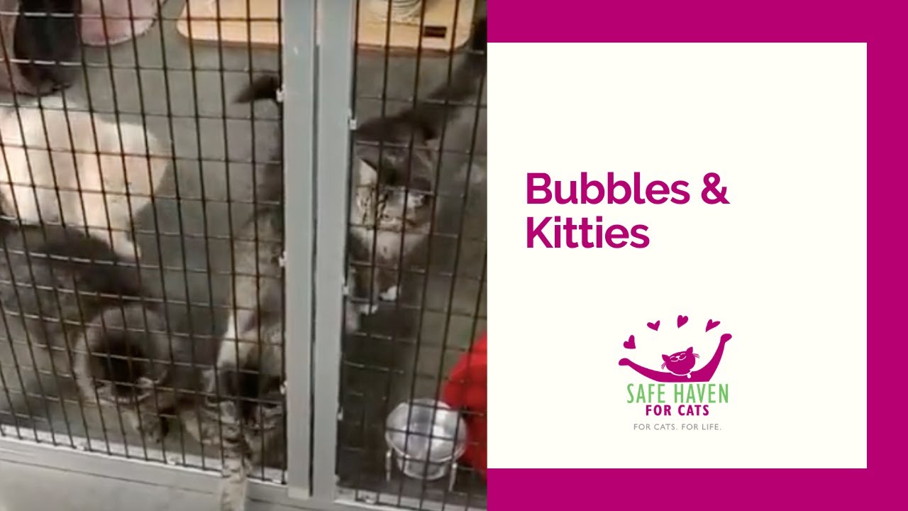 SAFE Haven for Cats Bubbles & Kitties! YouTube