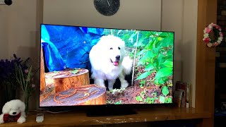 【ルンルンの裏庭】Youtubeが見れるTVを設置しました