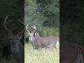 An Average Early Season Deer Hunt 