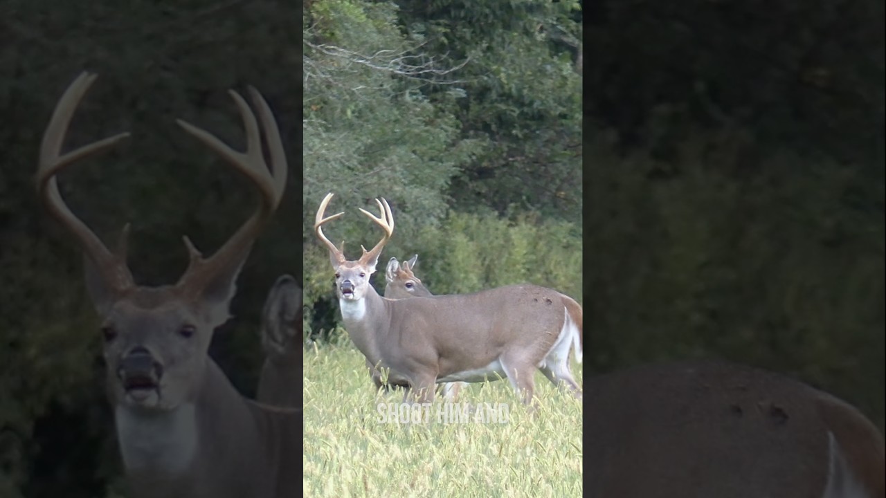 Обычная охота на оленей в начале сезона 🦌