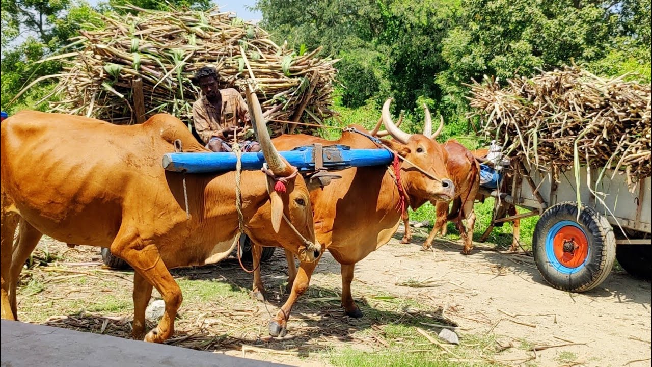 Young's Bullock Cart Heavy load stuck in heavy load Sugarcane // Indian's buffalo videos