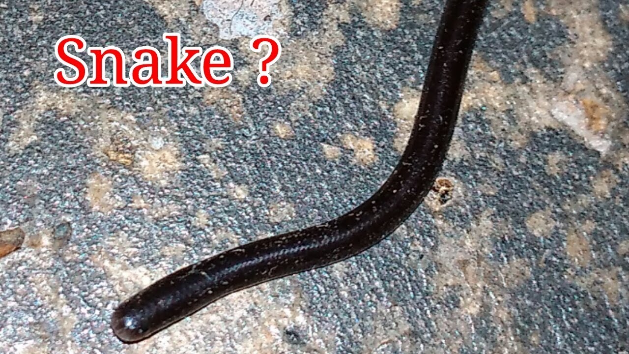 Hewan Mirip Ular Ini Tidak Diketahui Namanya - YouTube