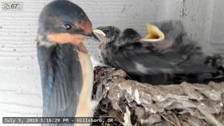 Baby Barn Swallows:  Day 14 - Live Stream 赤ちゃんの納屋のツバメ