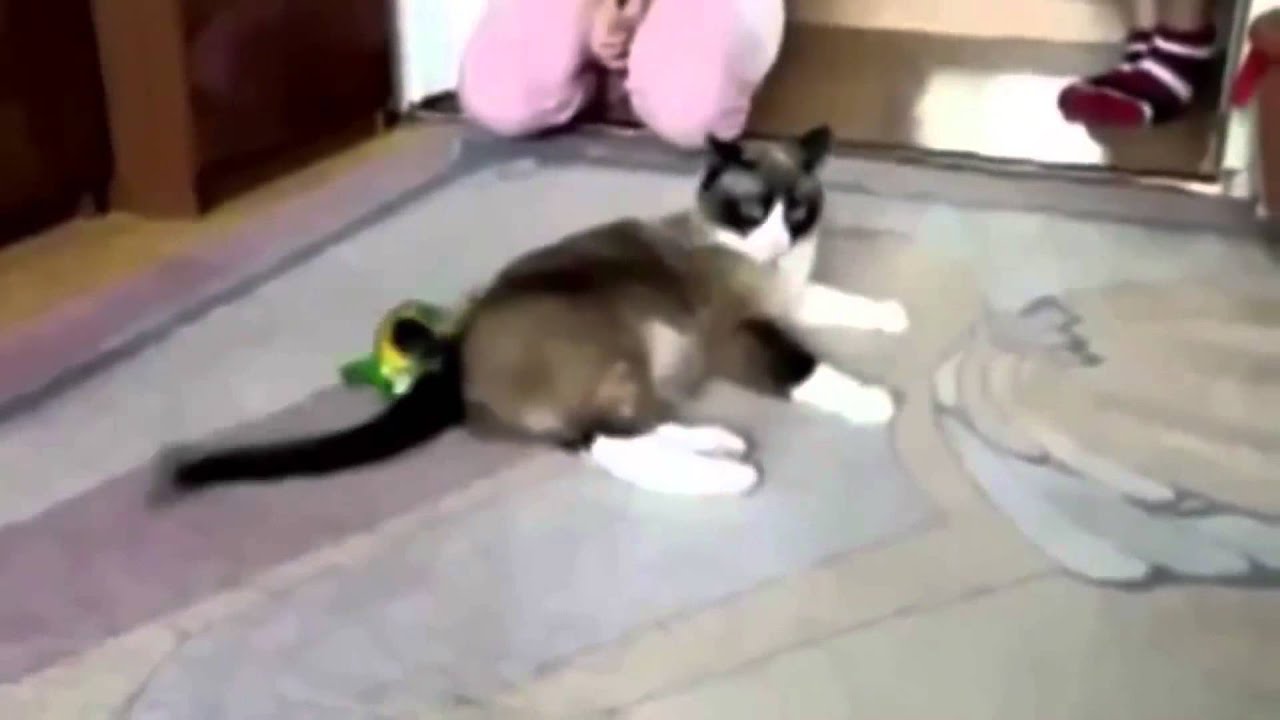 Cat Barks Like a Dog YouTube