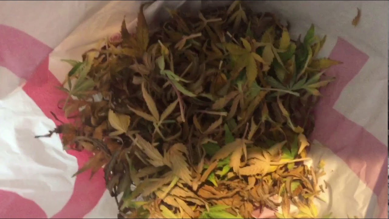 S2 E10 HARVESTING STARDAWG FROM FAST BUDS AUTO FLOWERS