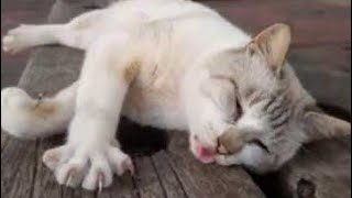 腰トントンに弱い野良猫、ベンチに座ってたらモフられに来た。