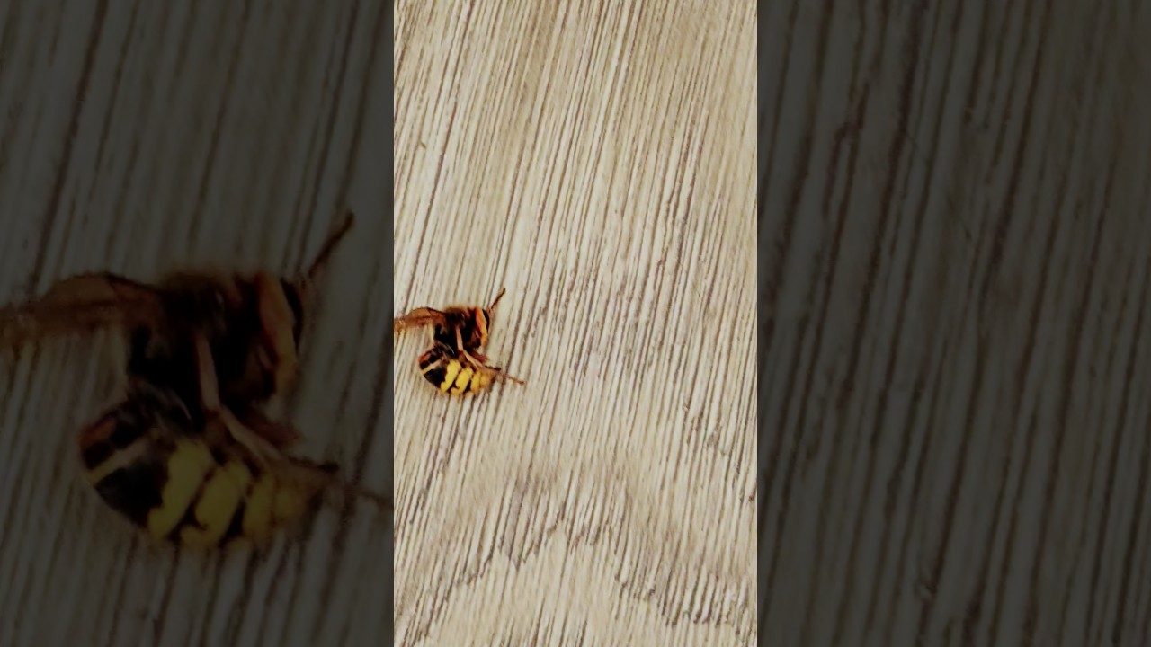 vespa mandarina 🍊 