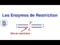 Les enzymes de restriction