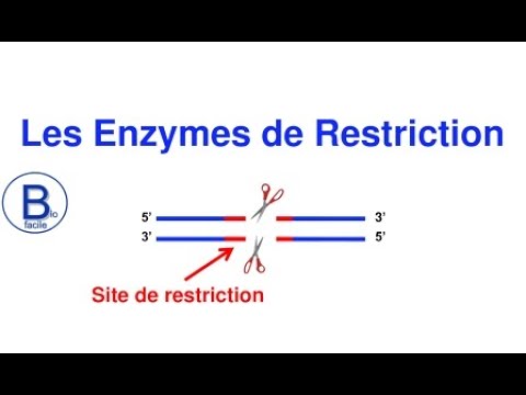 Vidéo: Le Northern blot utilise-t-il des enzymes de restriction ?