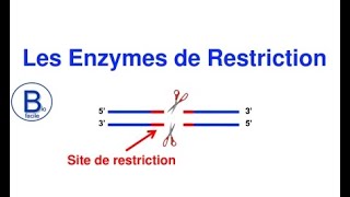 Comment les enzymes de restriction sont-elles utilisées dans la prise d'empreintes ADN?