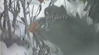 Squirrel Who Stole Christmas