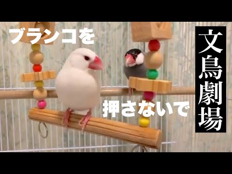 【文鳥劇場】ブランコを押さないで #486