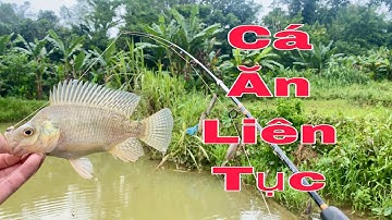 Hướng Dẫn Cách Móc Mồi Giun Câu Câu Cá Rô Phi Cực Kỳ Hiệu Quả - Hạnh Fishing