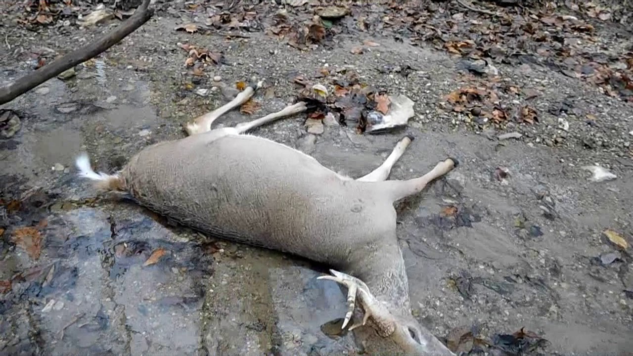 Indiana Deer Hunt Fall 2017 YouTube