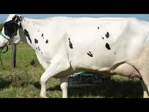 24 AgroBemBom Lote 24 Brinco 1741