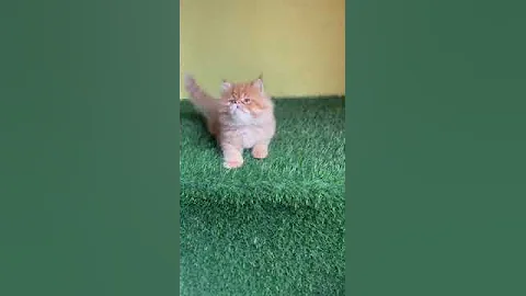 Watch the video about Availaible persian kitten extreme punch kitten im 17k only 7982457023 whtsapp