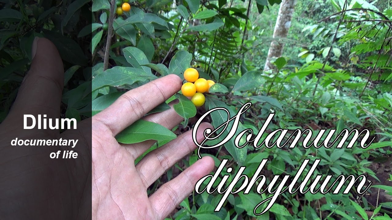Twoleaf nightshade (Solanum diphyllum) - part 1