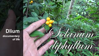 Twoleaf nightshade Solanum diphyllum part 1
