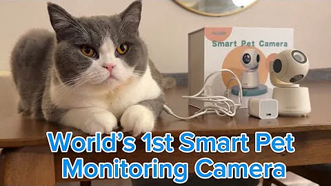 Video 5165351: loving british shorthair boys, adorable british shorthair, review, pets