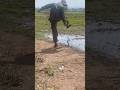 সাপ ও মানুষের মারা মারি মজা পাবেন হাহা😂 | #vairalvideo #fans