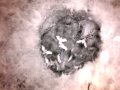 Birdcam_2010-05-03_18-27-20.avi