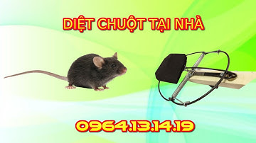 DIỆT CHUỘT TẠI NHÀ | DỊCH VỤ DIỆT CHUỘT TẠI NHÀ | CÔNG TY DIỆT CHUỘT