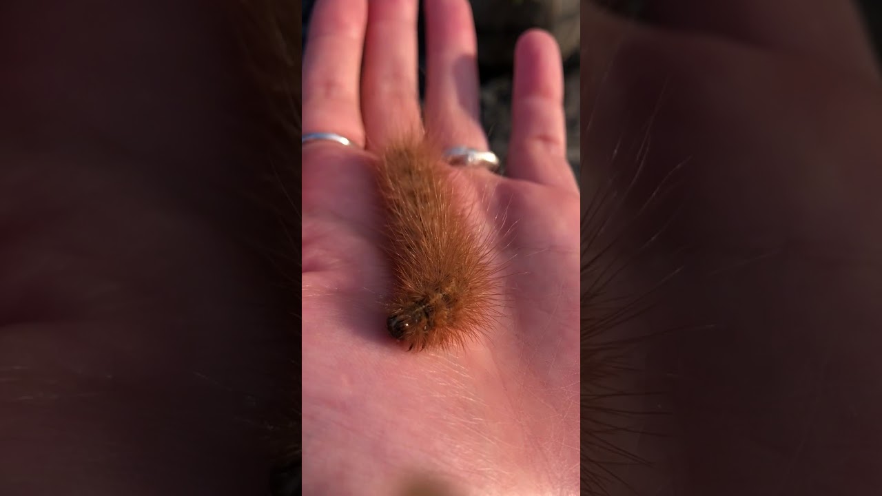 セスジヒトリの幼虫 Youtube