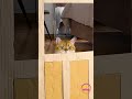 Feline Face-off: Cat vs. Cardboard Fortress! 😸