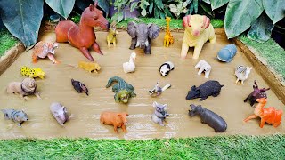 Exploring the Forest Animals and Zoo Animals From the Sandbox' Fun Learning