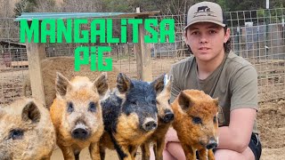 Mangalista Pigs - our experience piglets to Butcher by Smoky Mountain Homestead 183 views 1 month ago 7 minutes, 29 seconds