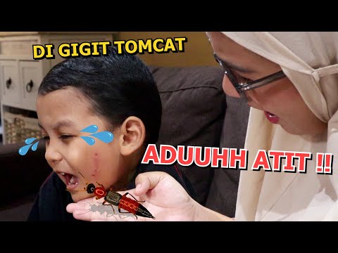 Aduh Muka Azufi Merah-Merah di Gigit Tomcat !