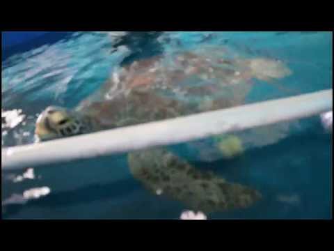 Turtle Scratching Hector the turtle scratching his back - YouTube
