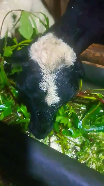 papua telo geding leaves sheep's favorite arrowroot